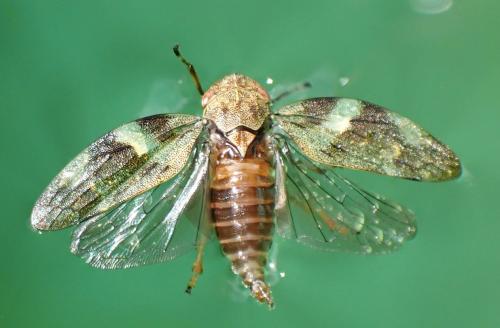 Aphrophora alni